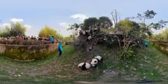 成都大熊猫基地1